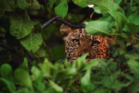 Leopard peering through the bush